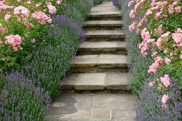 Park pathway bordered by manicured hedges beneath pastel twilight skies